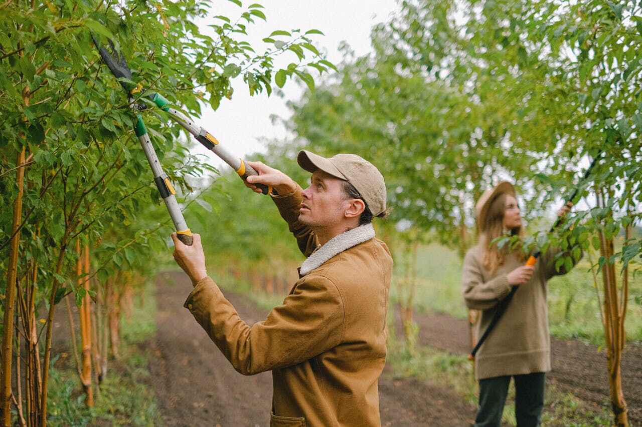 Best Professional Tree Care  in Bloomingdale, FL